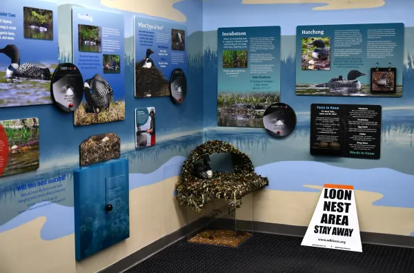 A display showcasing the courtship rituals and nesting habits of loons