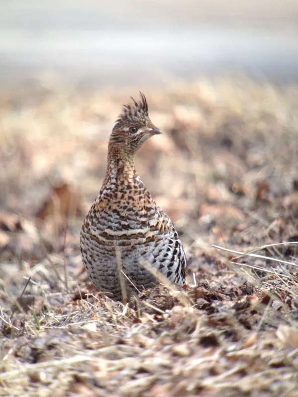 A grouse