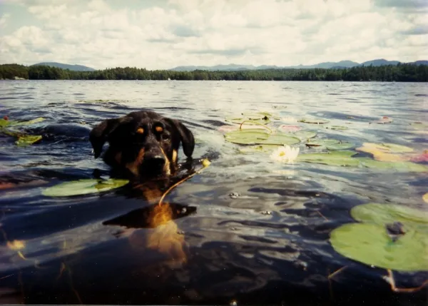 A floppy eared rottweiler swims through the lily pads. 