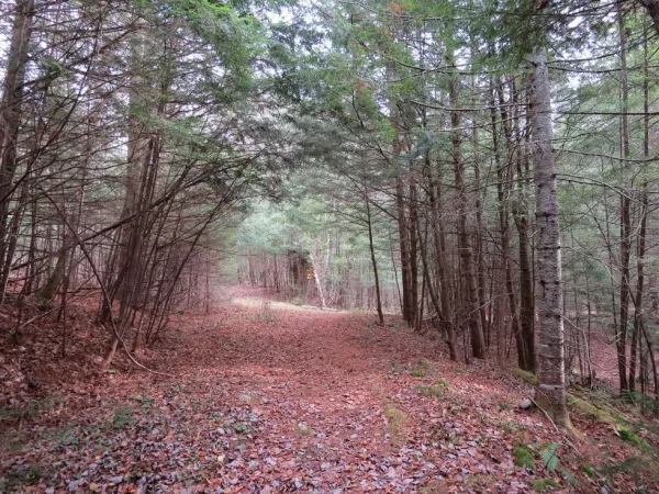 A section of trail with trees growing over top of it.
