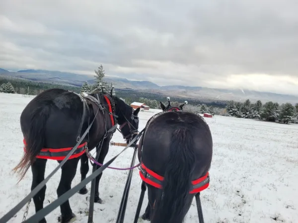 The view of the snow capped mountains from a sleigh pulled by two horses.