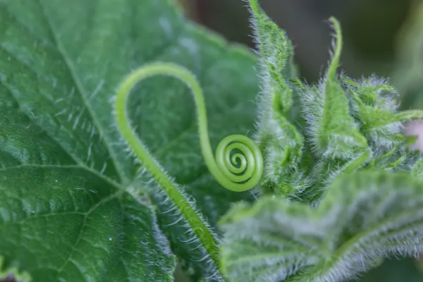 A close up shot of a fiddlehead.