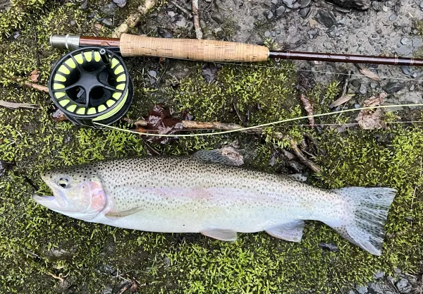 A fish on the moss by a fly reel.