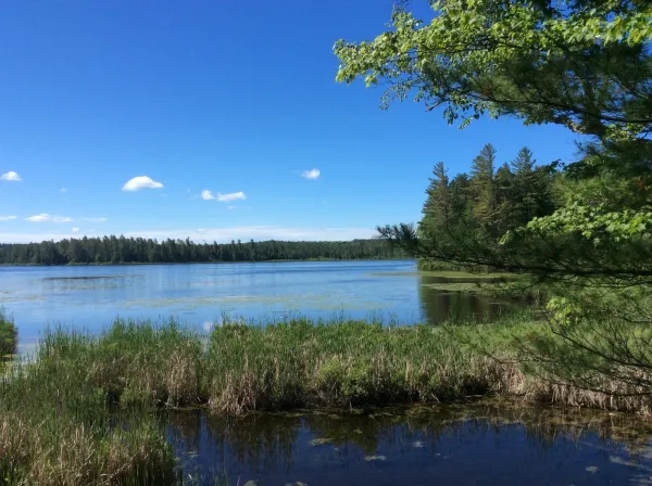 A pond surrounded by bright green pine trees