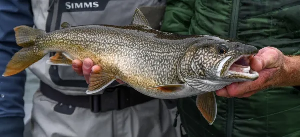 A fish held in the air.