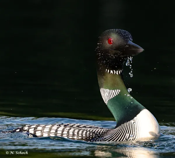 Amazing high definition image of a loon showing their iridescent throat feathers and water running off their slick coat.