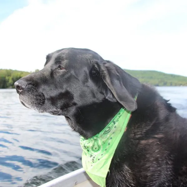 A black dog with bandana on a boat.