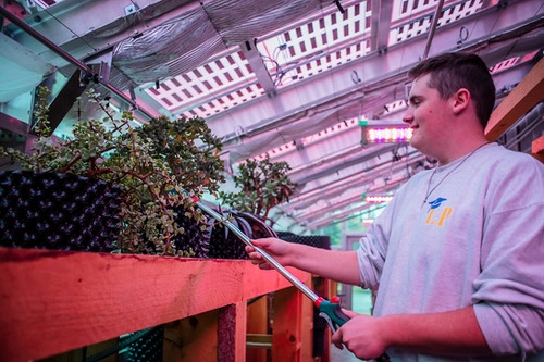 Students tend to plants in the greenhouse.