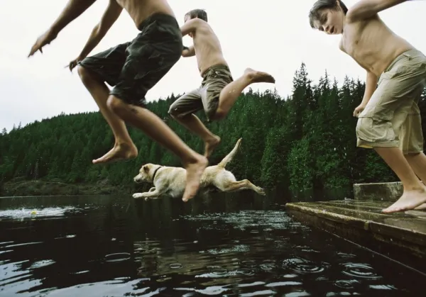 3 wet people and a yellow dog jump into a pond from a dock.