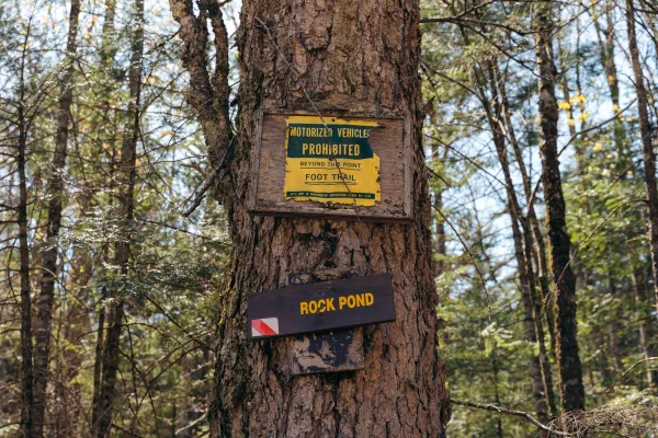 A yellow and brown sign for rock pond on a tree