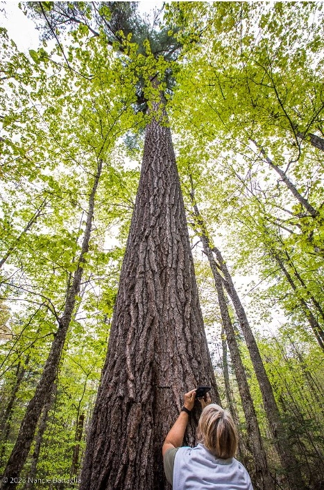 tall tree with person looking up 