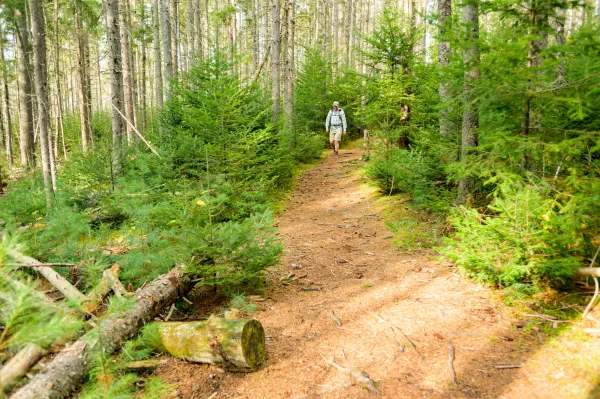 hiker in wooded path in fall