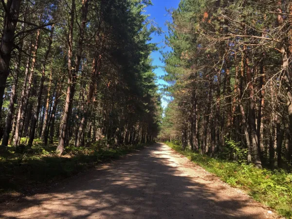 A wide trail between the forest on the way up Azure.