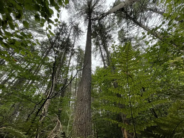 A view looking up at tall trees.