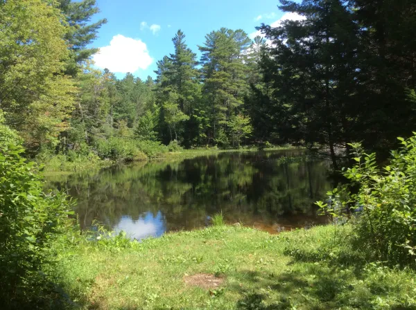 Some of the ponds have remains of early dams.