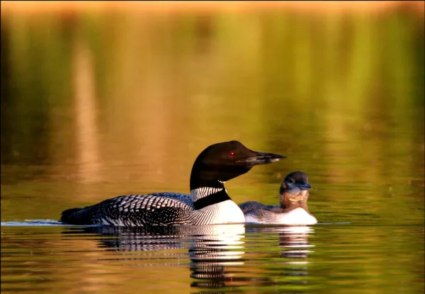 Loon parent and baby float across the water
