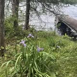 Lush plants by the water.