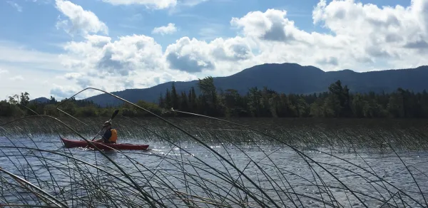 Looking at a kayaker through the reeds.