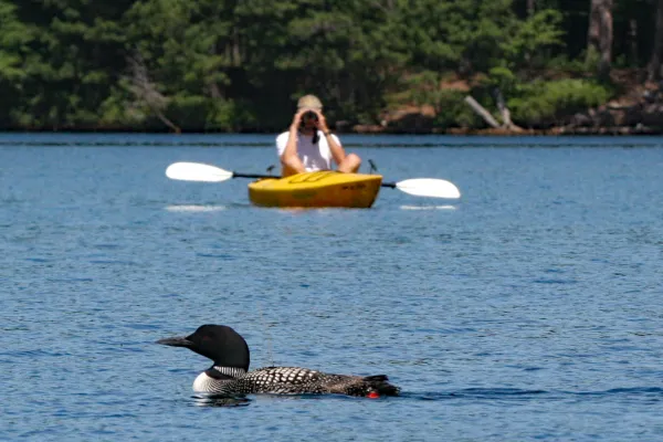 observing loons from a kayak