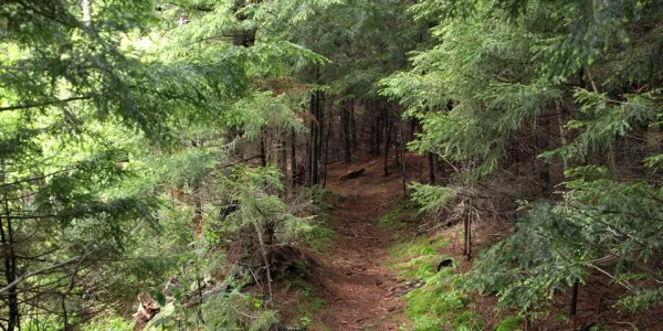 The carry trail to Round Pond