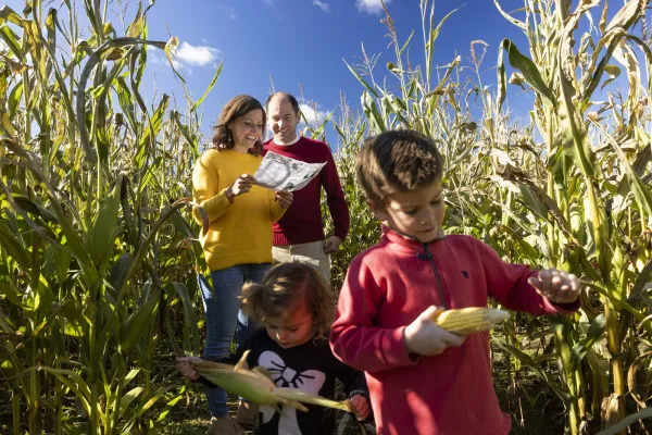 cornmaze