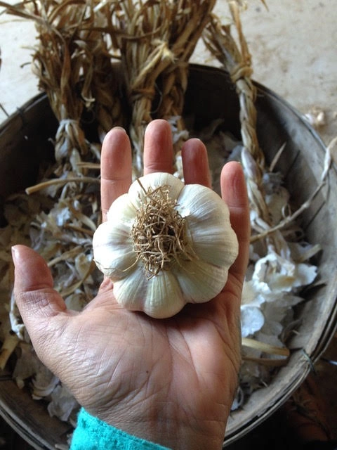 garlic