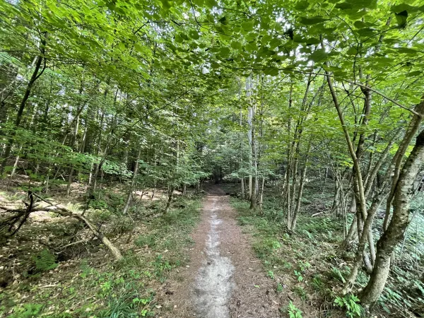 A single track trail going through the woods