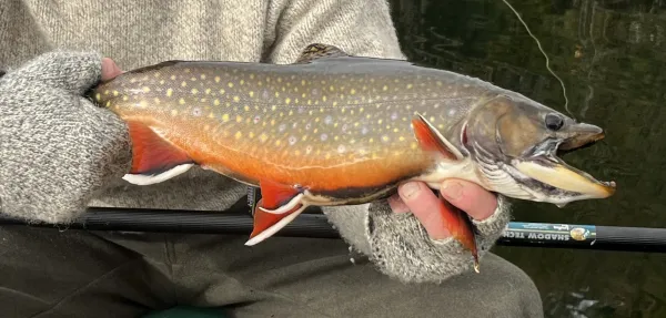 A fish.