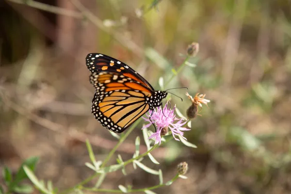 orange, yellow, and black monarch butterfly on milkweed plant