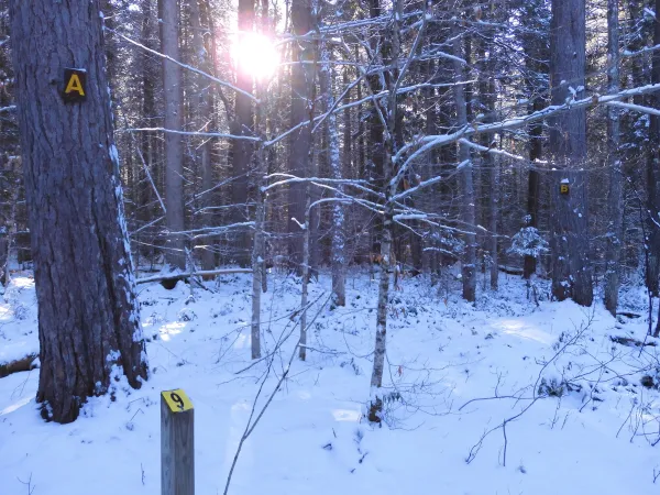 Fernow Forest Winter