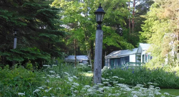 A field of yarrow surround a lamp post