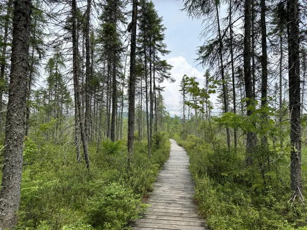 wooden path through dense boreal forest 