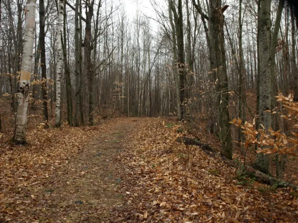 This is a good trail for running, staying flat until the ascent.