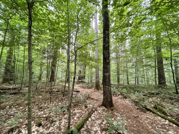 An open forest.