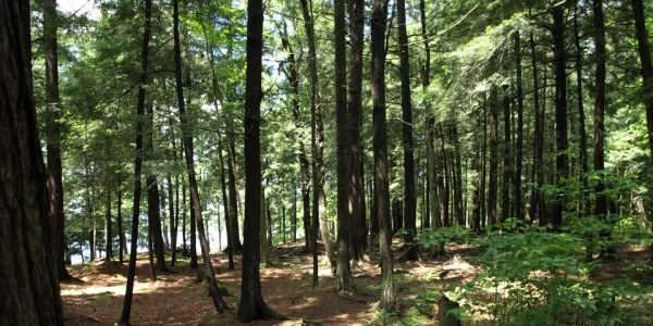 Round Pond forest