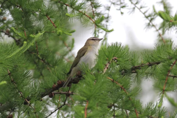 Bird in evergreen tree