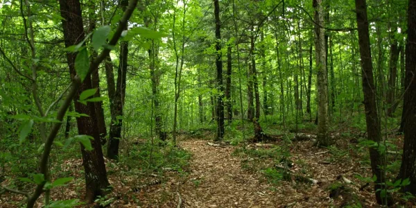 Round Pond trail