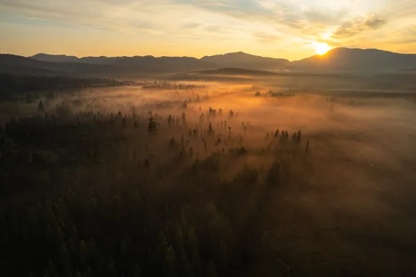 A foggy spruce meadow