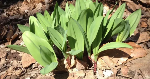 ramps