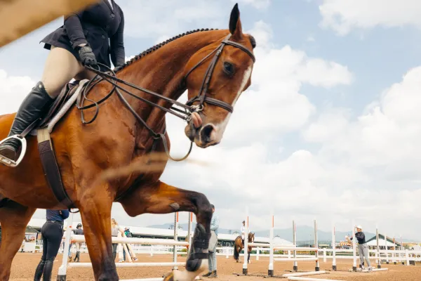 A horse with a person riding stops a leg and sticks their tongue out.