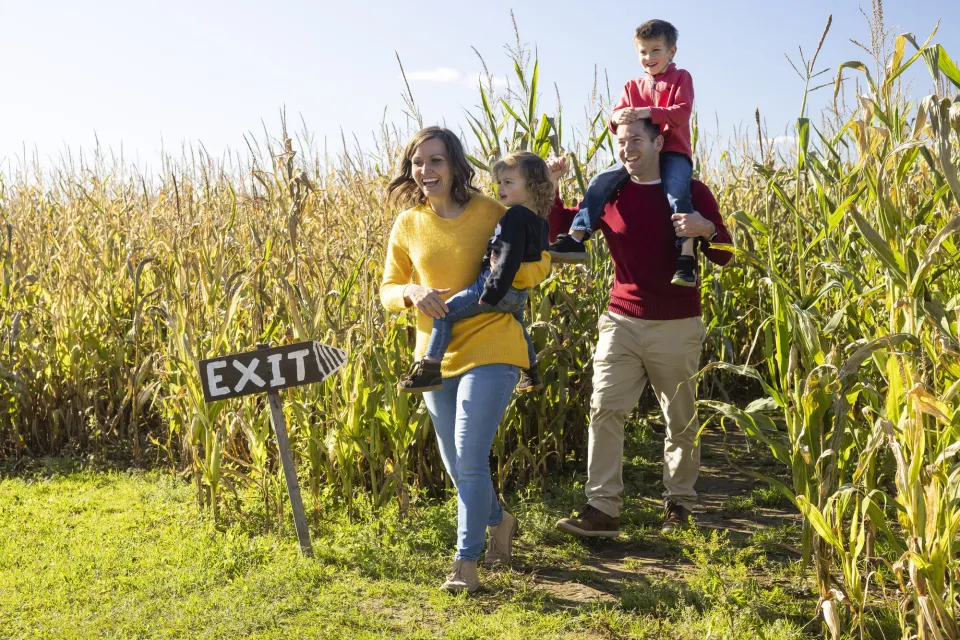 A family of four walks out of a corn maze.